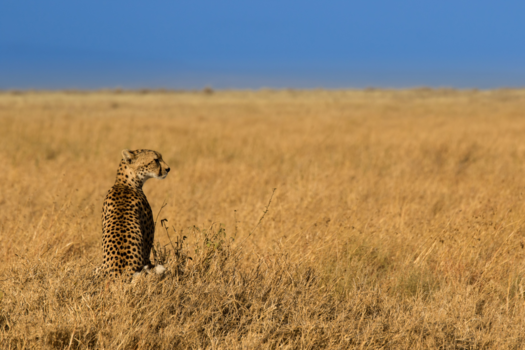 Serengeti National Park - Tanzania Cheetah