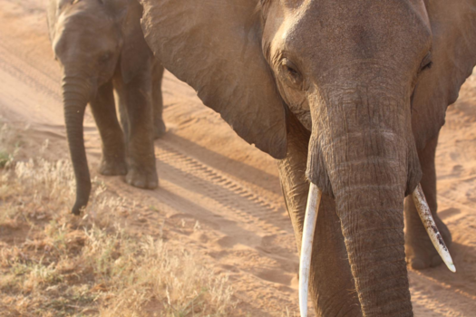 Tanzania - Serengeti 🐘
