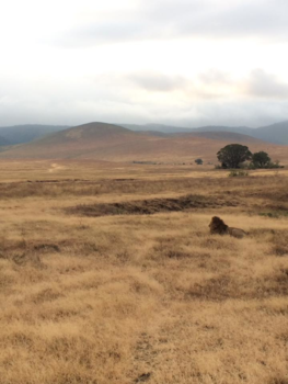 Serengeti National Park - Lion in the morning sun