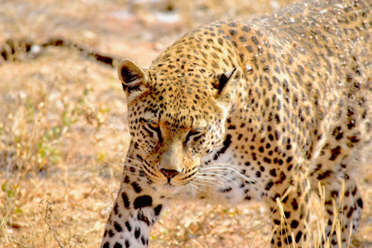 Sossusvlei - cheeky leopard