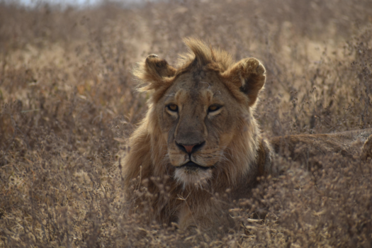 Ngorongoro krater - Simba in Ngorongoro krater Tanzania