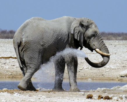 Etosha National Park - Olifanten douche