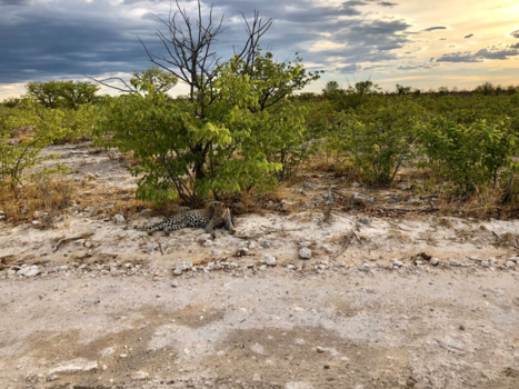Namibië - Even uitrusten aan de zijkant van de weg...