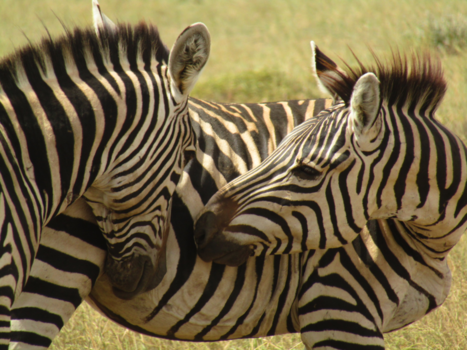 Tanzania - Zebra knuffels