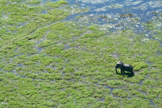 Botswana - Olifant in Okavango delta.