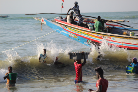 Gambia - Aankomst vissersbootjes