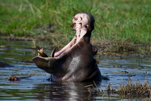 Chobe National Park - Nijlpaard in Chobe NP Botswana