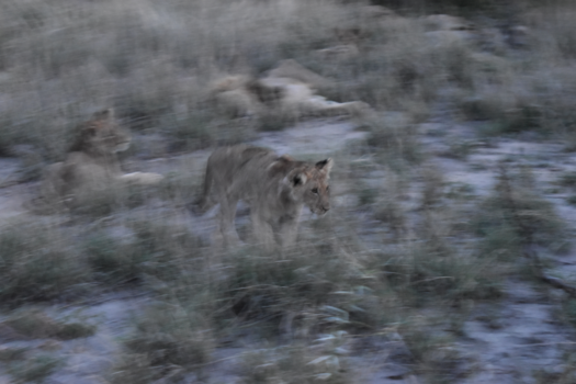 Krugerpark - Fully focused