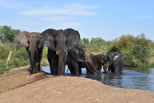 Krugerpark - Lazy Sunday