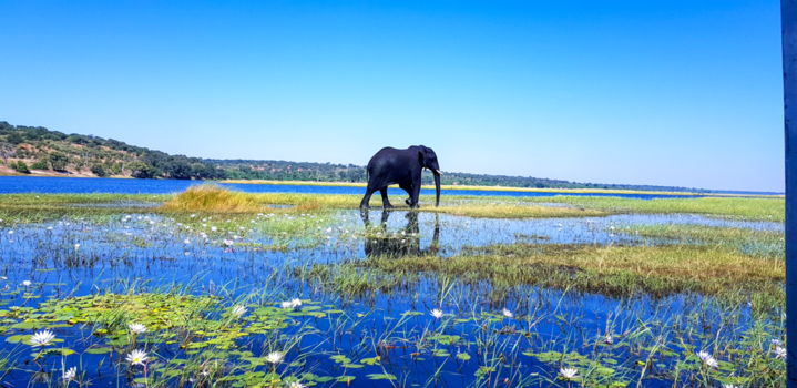 Botswana - Botswana, vlak voordat de jacht op olifanten weer legaal werd
