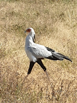 Tanzania - Duidelijk nog de engelse invloeden te zien.