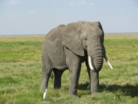 Kenia - Olifant
