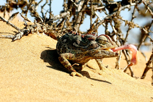 Swakopmund - Lekker Hapje!  (Namaqua chameleon)