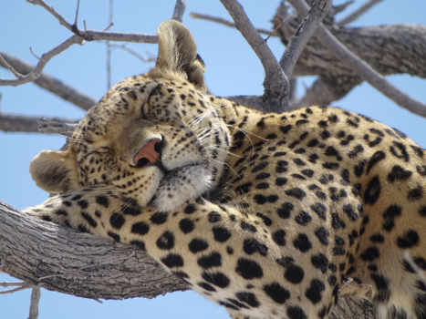 Etosha National Park - Relaxed