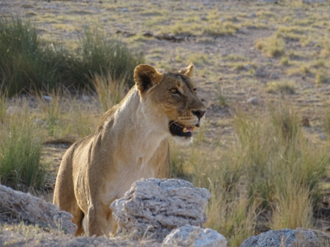 Etosha National Park - Etosha leeuwin