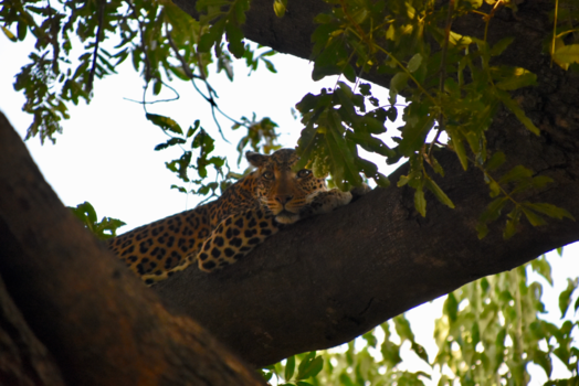 Botswana - Lazy leopard