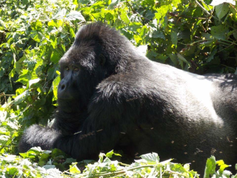 Oeganda - Silverback Gorilla... zonder inzoomen