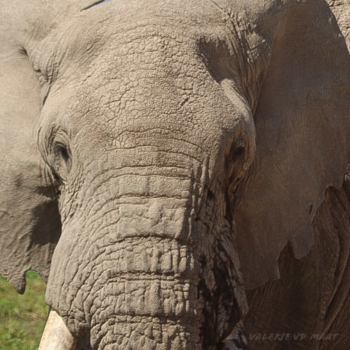 Kenia
