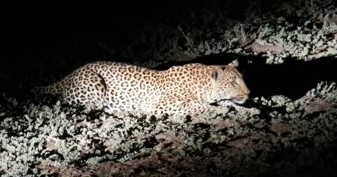 South Luangwa National Park - Op jacht