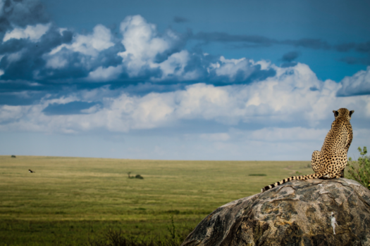Serengeti National Park - Koning cheeta overziet de eindeloze vlaktes van de Serengeti