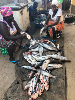 Gambia - Tanji vismarkt