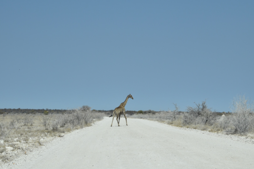 Namibië - Overstekend wild