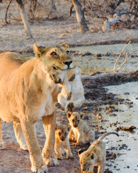 Namibië - Leeuwin met pubers