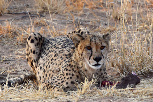 Namibië - Cheetah