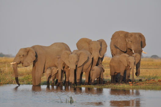Namibië - Mazambala olifantentrek
