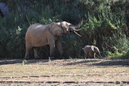 Namibië - desert adapted elephants