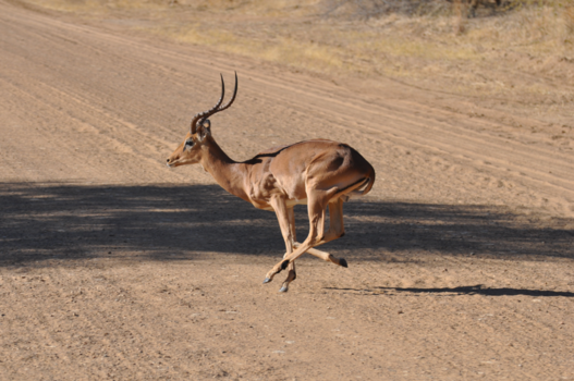 Namibië - oversteken