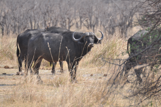 Namibië - in het wild