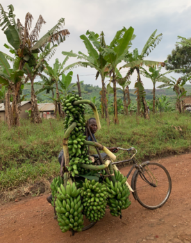 Oeganda - Going bananas