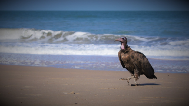 Gambia - Gambiaanse strandjutter!