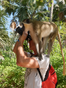 Gambia - Sta je serieus je mooiste vakantiefoto te maken, komt er opeens een aap uit je mouw!
