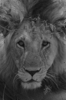 Kenia - Lion King hoogst persoonlijk