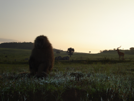 Kenia - Ultieme safarigevoel