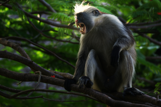 Stranden van Zanzibar - Wegwezen!