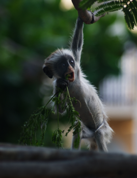 Stranden van Zanzibar - Etenstijd