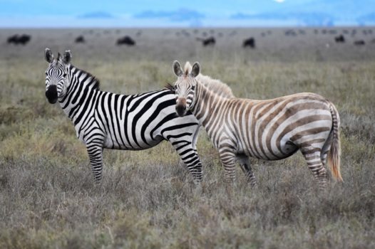 Tanzania - Albino zebra in de Serengeti