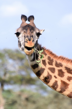 Tanzania - Masai giraffe