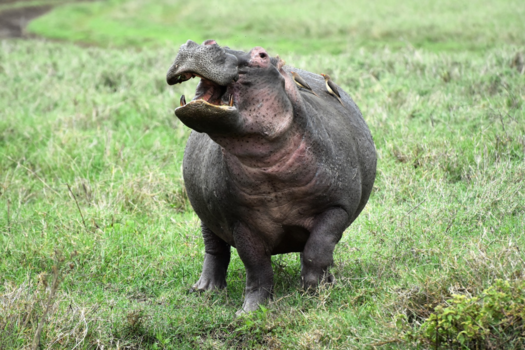 Tanzania - Nijlpaard in Ngorongoro