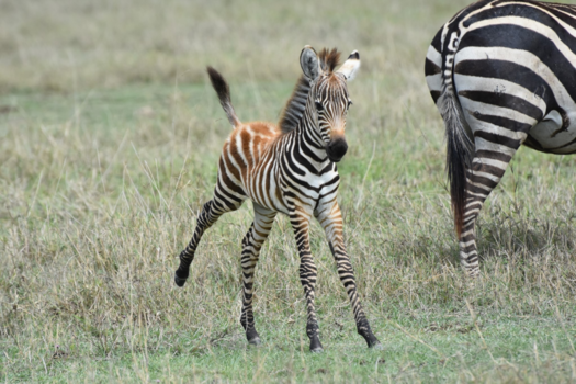 Tanzania - Jonge zebra