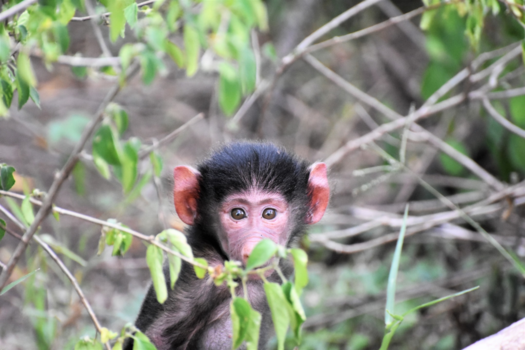 Tanzania - Jonge baviaan in Lake Manyara