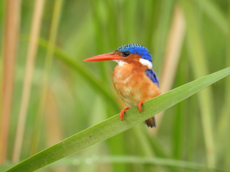 Tanzania - IJsvogel in Lake Manyara