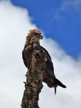 Tanzania - Roofvogel in Tanzania