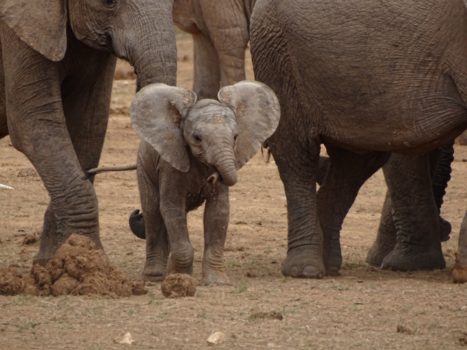Krugerpark - Baby olifant