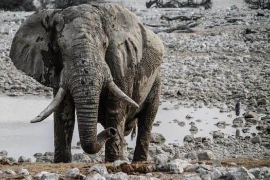 Namibië - Olifant in het Etosha NP