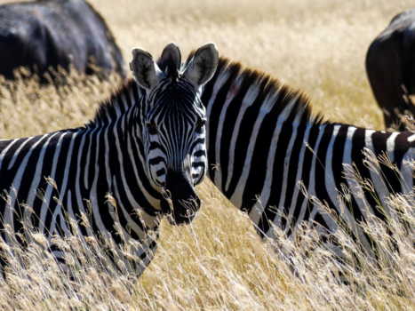 Tanzania - Ik zie dubbel?!