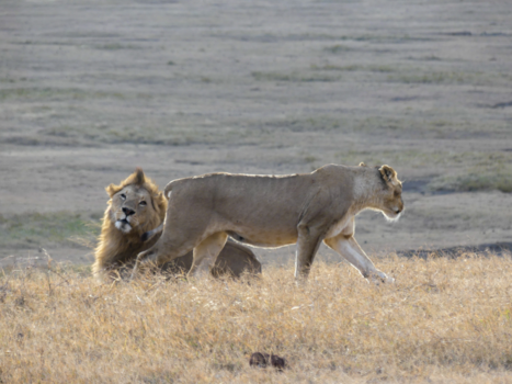 Ngorongoro krater - Can you feel the love tonight.... In de Ngorongorokrater